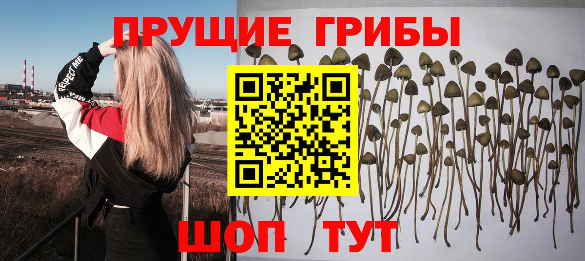 Зима  Псилоцибиновые грибы прущие грибы  наркота  Вход с VPN 